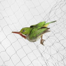 Agricultural PP Bird Net for Protection of Plants